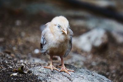 Close-up of a bird perching on rock
