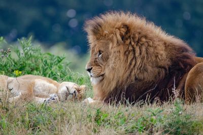 Cats relaxing in grass