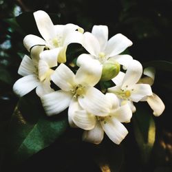 Close-up of white flowers blooming outdoors