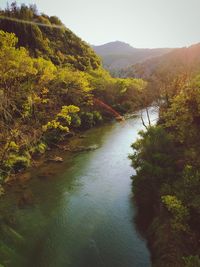 Scenic view of river amidst trees in forest against sky