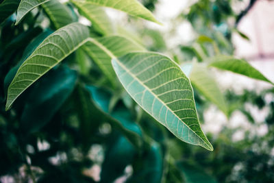 Close-up of green leaves on plant