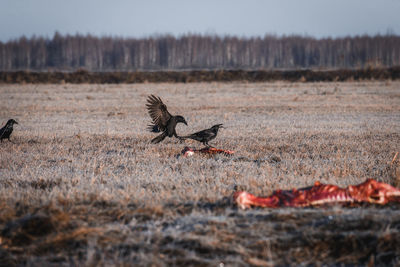 Birds flying over field