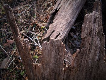 Close-up of wooden logs in forest