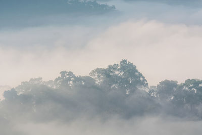 Low angle view of trees against sky