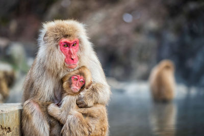 Japanese macaque with infant in hot spring