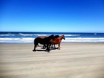 Horse riding horses on beach