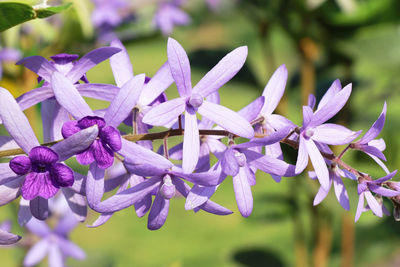 Close-up of purple flowering plant in park