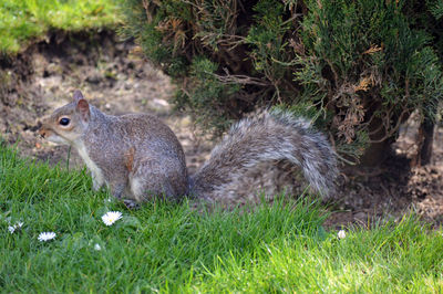 Side view of squirrel on field