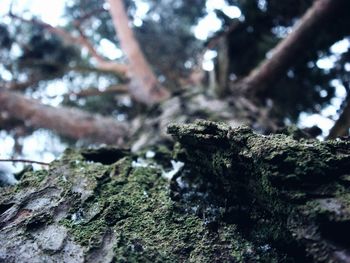 Close-up of moss on tree trunk