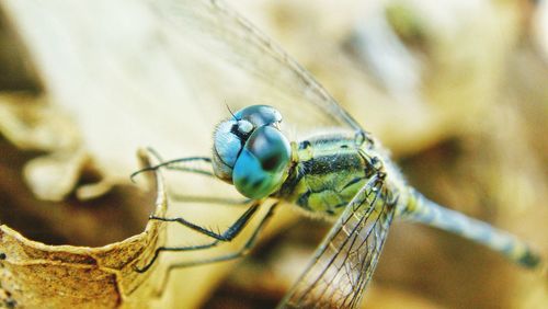 Close-up of insect