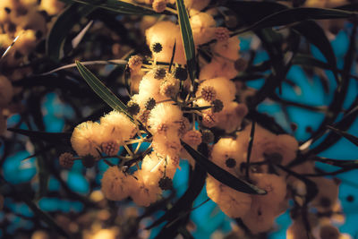 Close-up of flowering plant