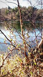 Bare trees reflecting in water