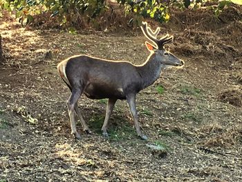 Full length of animals grazing on field