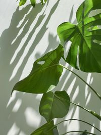 Close-up of leaves