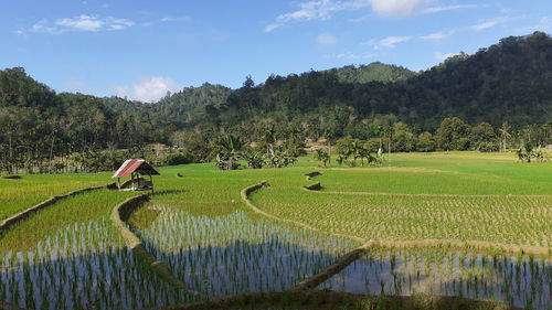 Scenic view of agricultural field against sky