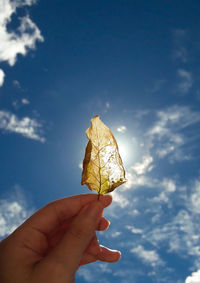 Close-up of hand holding maple leaves against sky