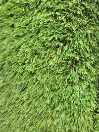 Full frame shot of green leaves