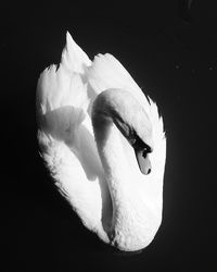 Close-up of swan swimming in lake