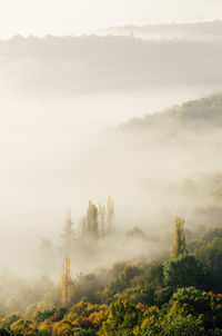 Trees in forest against sky during foggy weather