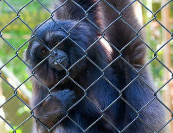 Close-up of monkey in cage at zoo