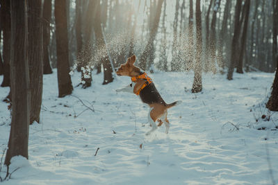 Dog running on snow covered land