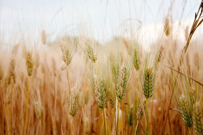 Wheat growing in field