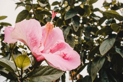 Close-up of pink hibiscus blooming outdoors