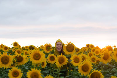 High angle view of sunflowers on field against sky