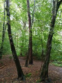 Trees in forest