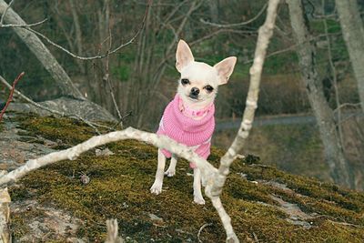 Cookie the chihuahua 