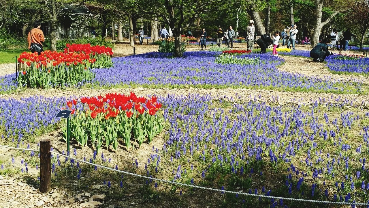 flower, multi colored, growth, fence, abundance, plant, variation, beauty in nature, freshness, park - man made space, nature, in a row, tree, fragility, colorful, day, outdoors, flowerbed, blooming, large group of objects