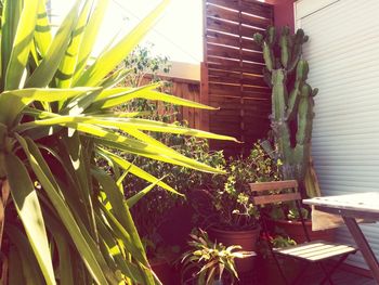 Potted plants on the wall