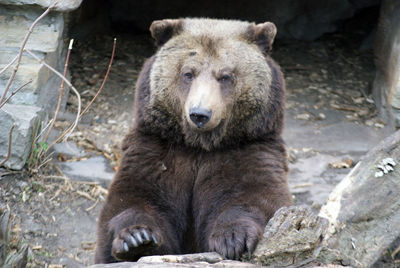Close-up of lion sitting outdoors