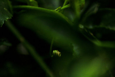 Close-up of insect on plant at night