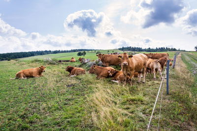 Cows on field against sky