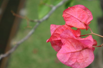 Close-up of pink flowering plant