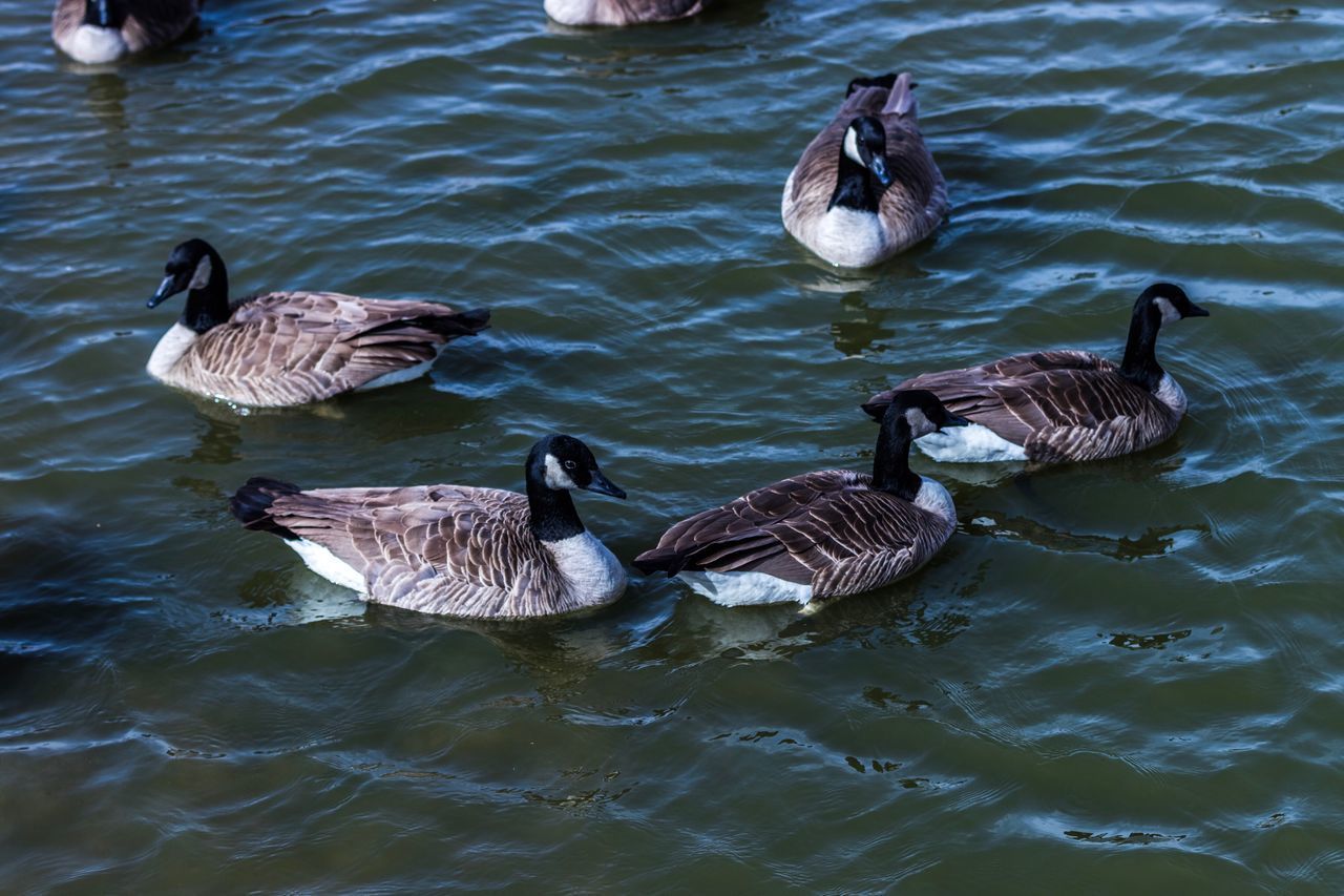 DUCKS SWIMMING IN LAKE