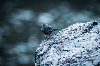 Close-up of bird perching on rock