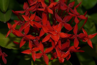 Close-up of red flowering plant