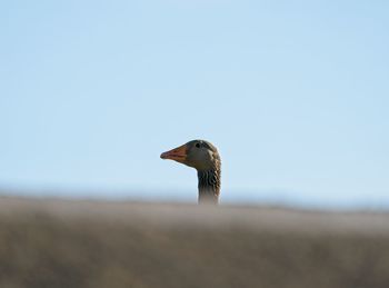 Close-up of bird against clear sky