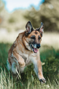 Close-up of dog on field