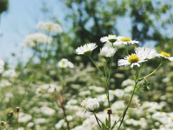 Close-up of white flowering plant on field