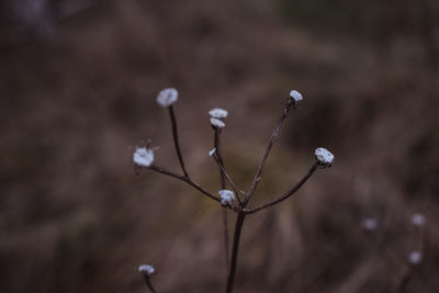 Close-up of wilted plant on field