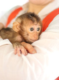 Portrait of monkey 