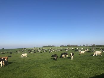 Flock of sheep on grassy field against sky