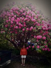 Rear view of woman standing by pink flowering tree