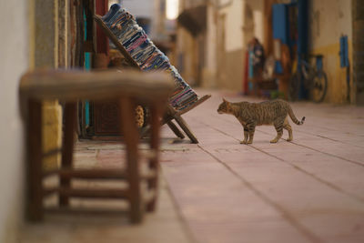 Cat sitting on floor at home