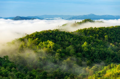 Beautiful mist over green forest on mountain, aerial view sunrise over the mountain range, 