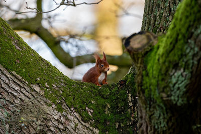 Close-up of squirrel on tree trunk