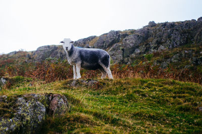 Horse standing on rock against sky